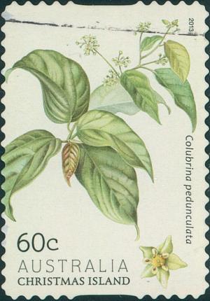 Colnect-2749-732-Colubrina-pedunculata.jpg