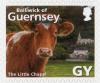 Colnect-4371-467-The-Little-Chapel-Guernsey-Cow-Bos-primigenius-taurus.jpg