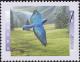 Colnect-588-591-Mountain-Bluebird-Sialia-currocoides.jpg