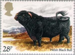 Colnect-122-352-Welsh-Black-Bull-Bos%C2%A0primigenius-taurus.jpg