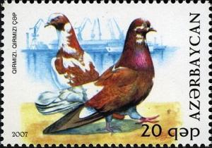 Colnect-1603-571-Pigeon-Columba-livia-forma-domestica.jpg