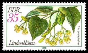 Colnect-1980-200-Flowers-of-the-Summer-Linden-Tilia-platyphyllos.jpg