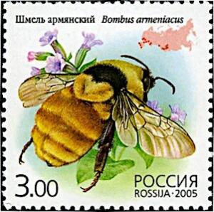 Colnect-6229-665-Armenian-Bumblebee-Bombus-armeniacus.jpg