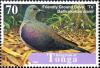 Colnect-2537-704-Friendly-Ground-Dove-Alopecoenas-stairi.jpg