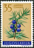 Colnect-5664-373-Juniperus-Communis.jpg