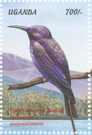 Colnect-1715-803-Purple-breasted-Sunbird-Nectarinia-purpureiventris.jpg