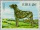 Colnect-128-719-Irish-Wolfhound-Canis-lupus-familiaris.jpg