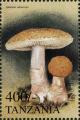 Colnect-4879-482-Blusher-mushroom-Amanita-rubescens.jpg