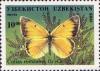 Colnect-783-969-Pieridae-Butterfly-Colias-romanovi.jpg