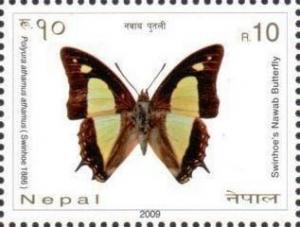 Colnect-3471-556-Swinhoes-Nawab-Butterfly-Polyura-athamus-athamus.jpg