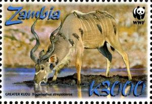 Colnect-3051-605-Greater-Kudu-Tragelaphus-strepsiceros.jpg