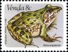 Colnect-1519-705-Angola-River-Frog-Rana-angolensis.jpg