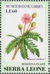Colnect-4207-958-Sensitive-plant-Mimosa-pudica.jpg