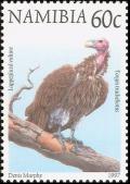 Colnect-3050-459-Lappet-faced-Vulture-Aegypius-tracheliotus.jpg