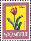 Colnect-1117-507-Blood-Flower-Haemanthus-coccineus.jpg