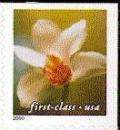 Colnect-201-525-Tan-Flower---Cymbidium-Orchid.jpg