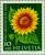 Colnect-140-178-Sunflower-Helianthus-annuus.jpg