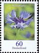 Colnect-6195-803-Cornflower---Centaurea-cyanus.jpg