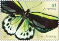 Colnect-3298-003-Cairns-Birdwing-Ornithoptera-euphorion.jpg