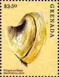 Colnect-6020-978-Winged-surf-clam.jpg