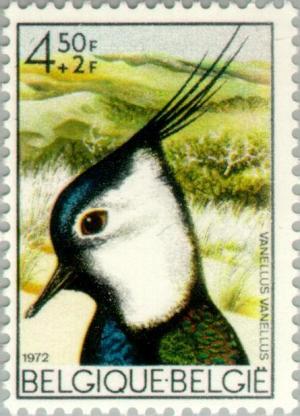 Colnect-185-178-Northern-Lapwing-nbsp-Vanellus-vanellus.jpg