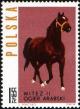 Colnect-3931-408-Arab-Stallion--quot-Witez-II-quot--Equus-ferus-caballus.jpg