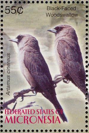 Colnect-1620-606-Black-faced-Woodswallow-Artamus-cinereus.jpg