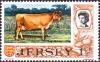 Colnect-5936-464-Jersey-Cow-Bos-primigenius-taurus.jpg