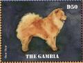 Colnect-4216-984-Chow-Chow-Canis-lupus-familiaris.jpg