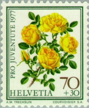 Colnect-140-641-Persian-Yellow-Rose-Rosa-foetida-persiana.jpg