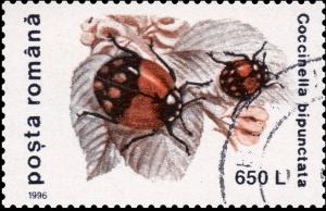 Colnect-3578-789-Two-spot-Ladybird-Coccinella-bipunctata.jpg