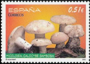 Colnect-5498-041-Calocybe-gambosa-Mushroom.jpg