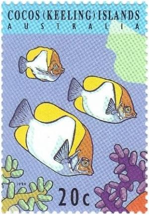 Colnect-1538-546-Pyramid-Butterflyfish-Hemitaurichthys-polylepis.jpg