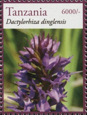 Colnect-3055-676-Dactylorhiza-dinglensis.jpg