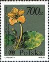 Colnect-1999-875-Nymphoides-peltata.jpg