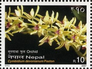 Colnect-551-401-Orchids---Cymbidium-devonianum-Paxton.jpg