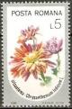Colnect-744-547-Chrysanthemum-indicum.jpg