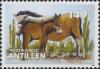 Colnect-1016-616-Donkey-Equus-asinus-asinus.jpg