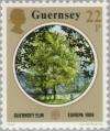 Colnect-125-945-Guernsey-Elm-Ulmus-sarniensis.jpg