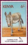 Colnect-1331-852-Donkey-Equus-asinus-asinus.jpg