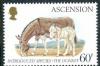 Colnect-1688-281-Donkey-Equus-asinus-asinus.jpg