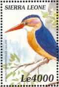 Colnect-3807-391-African-Pygmy-Kingfisher-Ispidina-picta.jpg