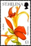 Colnect-5953-911-Lily-Shot-Canna-indica.jpg