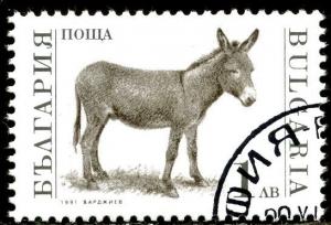 Colnect-1429-503-Donkey-Equus-asinus-asinus.jpg