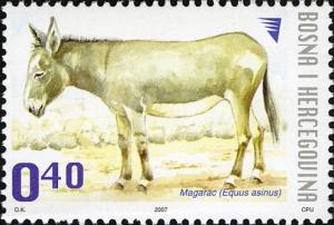 Colnect-4447-459-Donkey-Equus-asinus-asinus.jpg