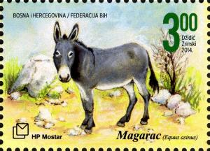 Colnect-5091-037-Donkey-Equus-asinus-asinus.jpg
