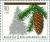 Colnect-141-117-Norway-Spruce-Picea-abies.jpg