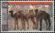 Colnect-5532-093-Camels.jpg