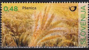 Colnect-4357-451-Wheat.jpg