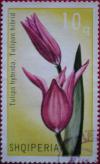 Colnect-1292-656-Tulip.jpg